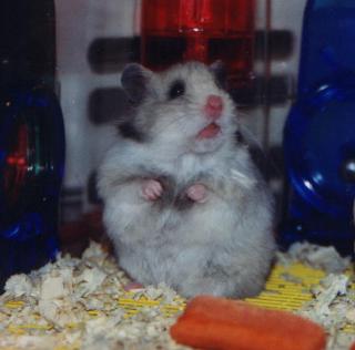 Kali the Hamster