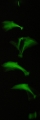 Glow in the Dark Dolphin Mobile - Glowing