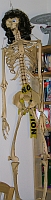 Harvey The Skeleton - Full View
