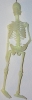 Small Glow-in-the-Dark Skeleton
