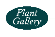 Plant Gallery