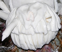 Making Shelob's Head - 6