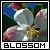 Apple Blossoms