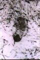 Footprint in the snow - Thumb