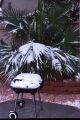Wide view of snow on a palm tree - Thumb