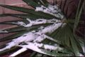 Close view of snow on a palm tree - Thumb